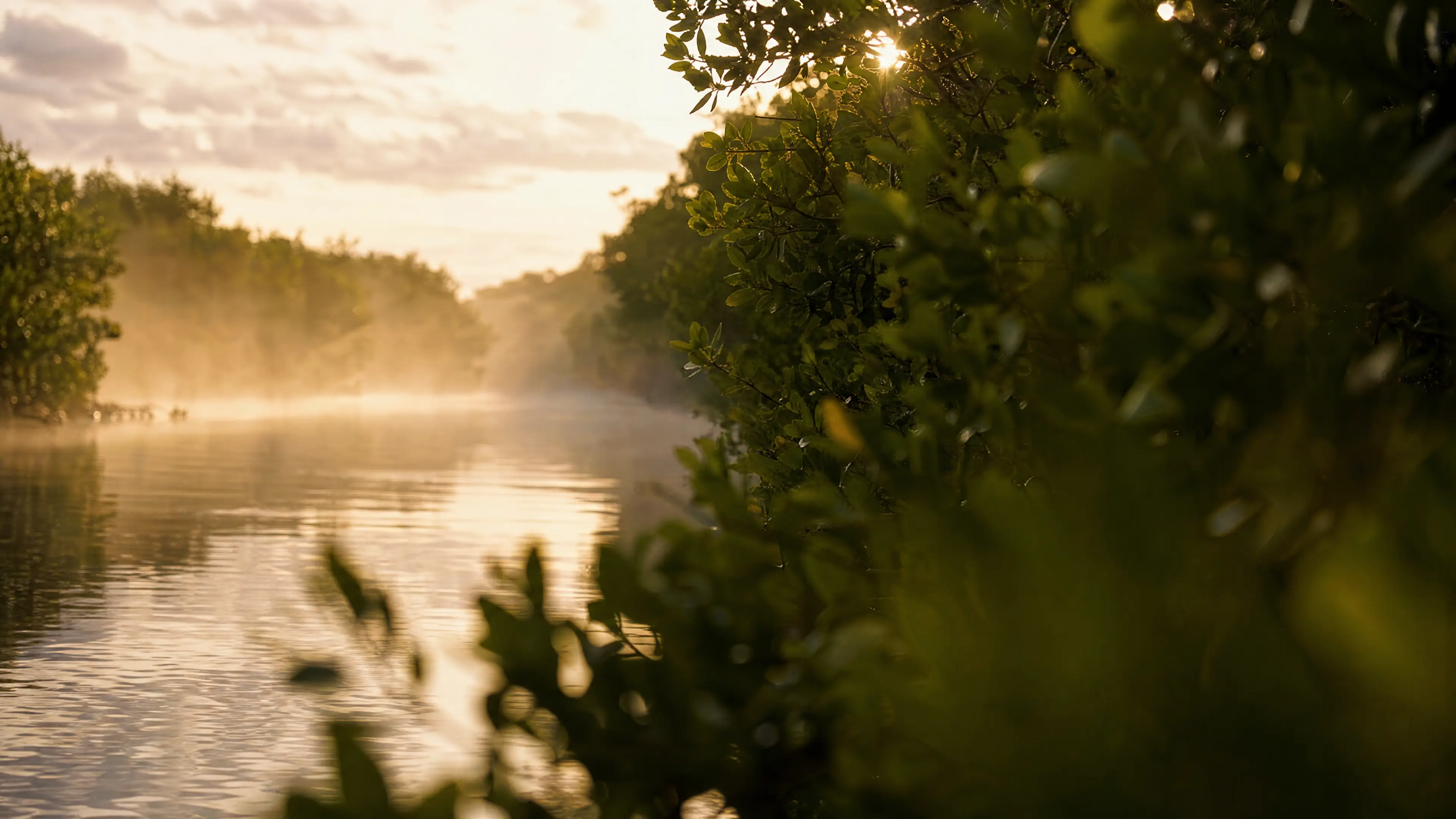 A misty mangrove waterway at dawn