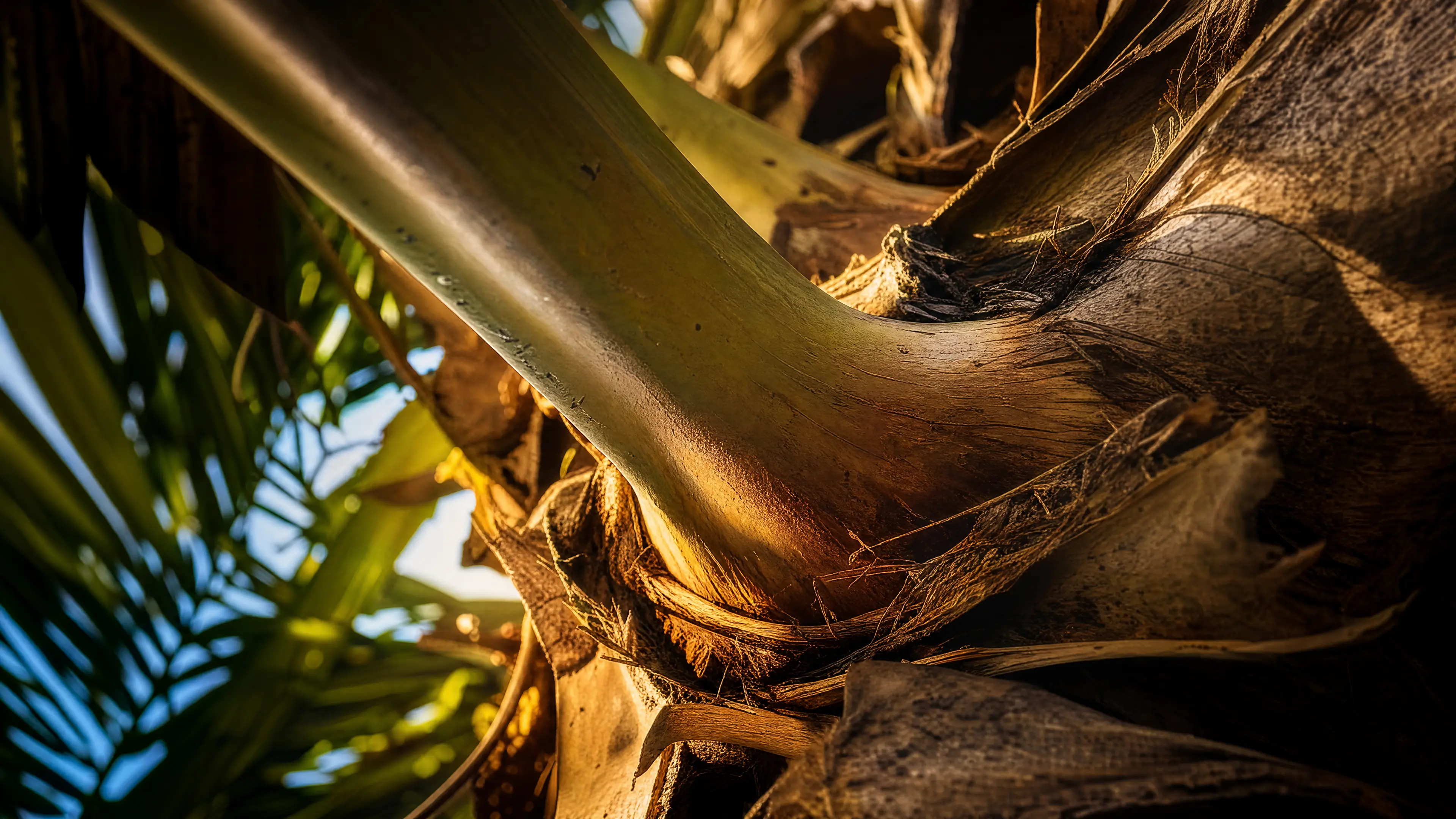 A close-up of a palm trunk crown showing textured bark